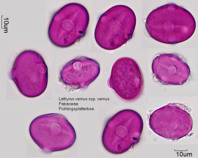 Pollen von Lathyrus vernus