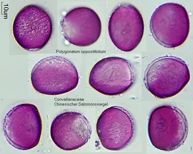 Pollen von Polygonatum oppositifolium