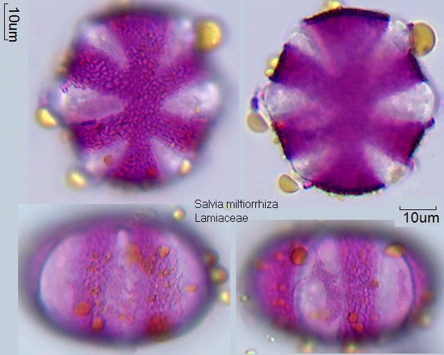 Pollen von Salvia miltiorrhiza