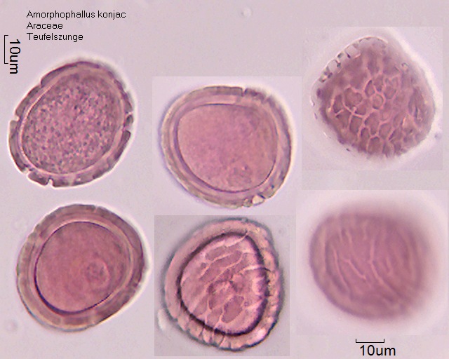 Pollen von Amorphophallus konjac