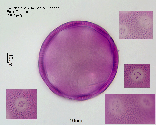 Datei:Calystegia sepium (1).jpg