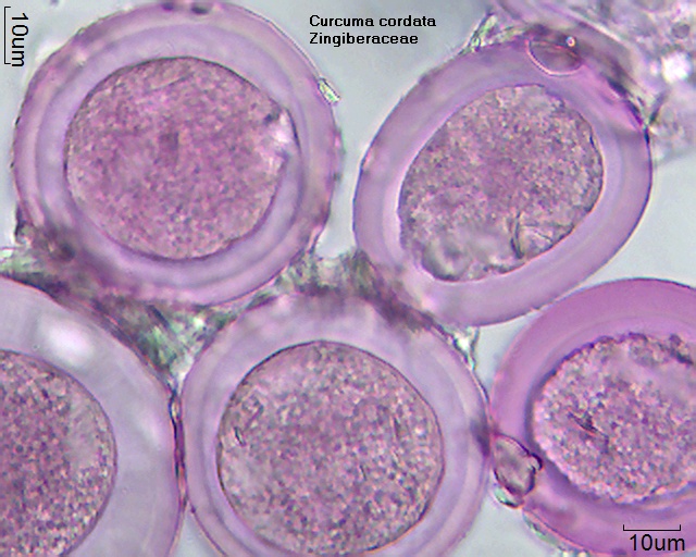 Pollen von Curcuma cordata