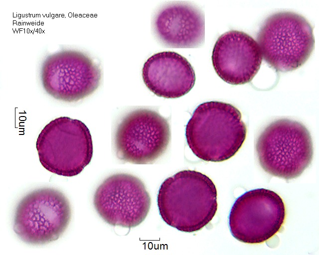 Pollen von Ligustrum vulgare