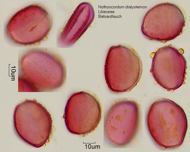 Pollen von Nothoscordum dialystemon