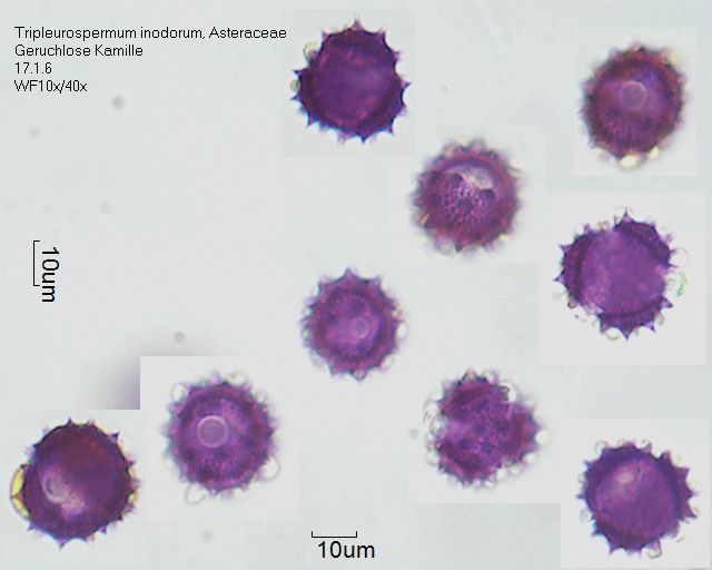 Datei:Tripleurospermum inodorum (1).jpg – Pollen-Wiki