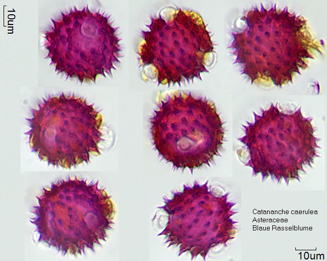 Pollen von Catananche caerulea
