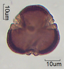 Acetolysierter Pollen von Euphorbia verrucosa, A-013