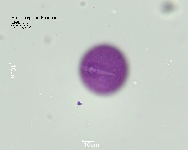 Pollen von Fagus purpurea