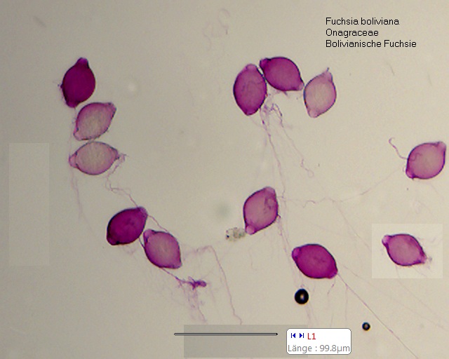Datei:Fuchsia boliviana (2).jpg