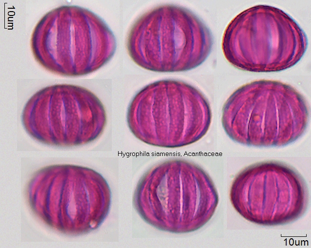 Datei:Hygrophila siamensis (1).jpg
