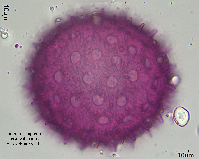Datei:Ipomoea purpurea (2).jpg