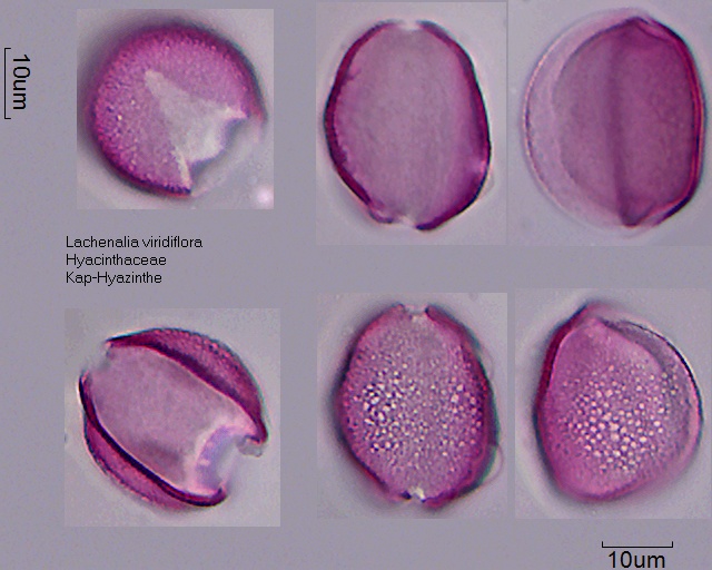Lachenalia viridiflora_1.jpg