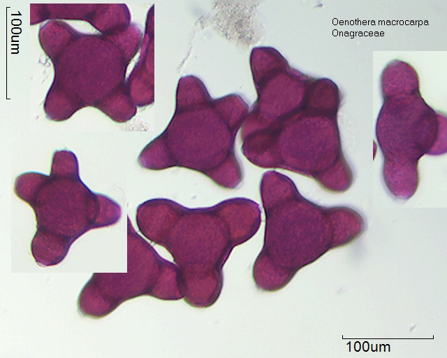 Pollen von Oenothera macrocarpa