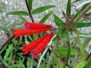 Datei:VBouvardia ternifolia.JPG