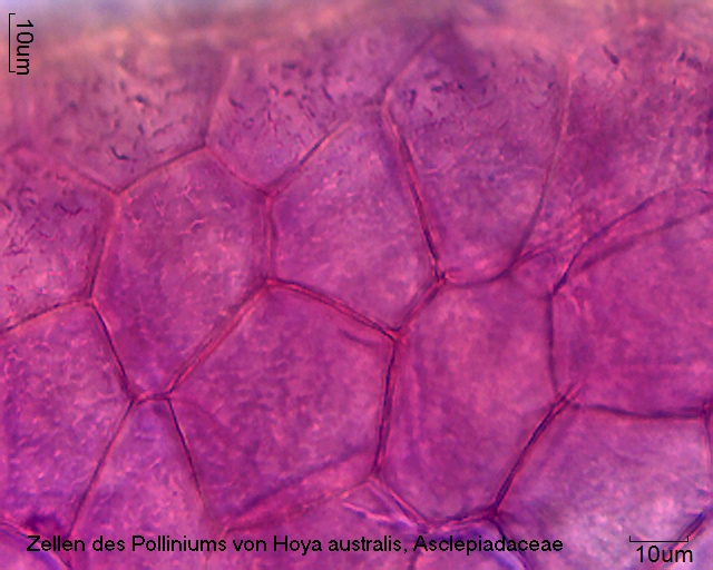 Datei:Hoya australis (1).jpg
