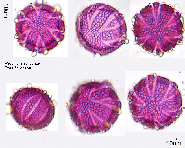 Pollen von Passiflora auriculata (1).jpg