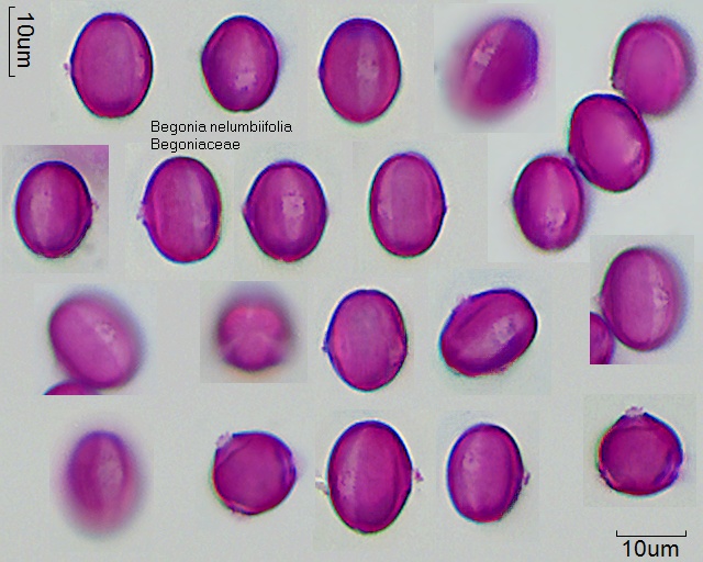 Pollen von Begonia nelumbiifolia