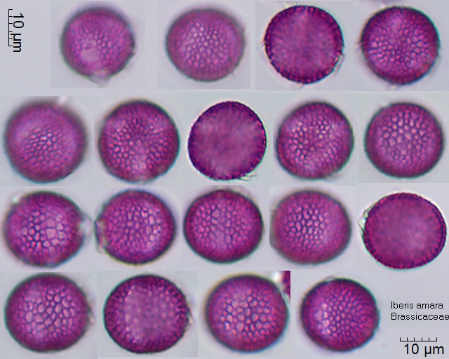 Pollen von Iberis amara