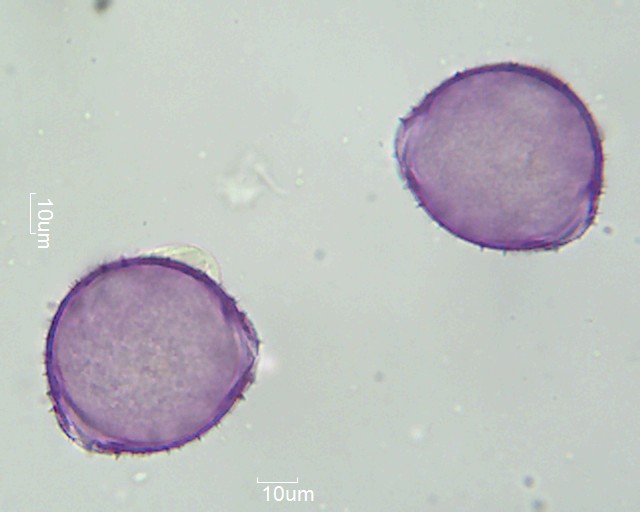 Pollen von Lonicera xylosteum