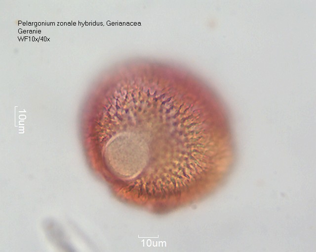 Datei:Pelargonium zonale hybridus (3).jpg