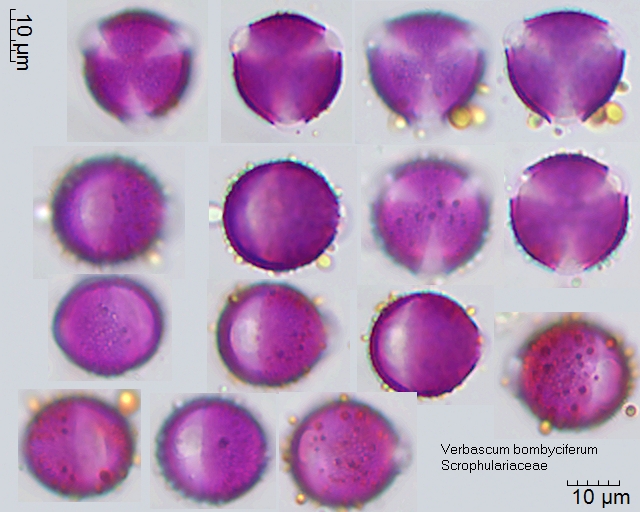 Pollen von Verbascum bombyciferum
