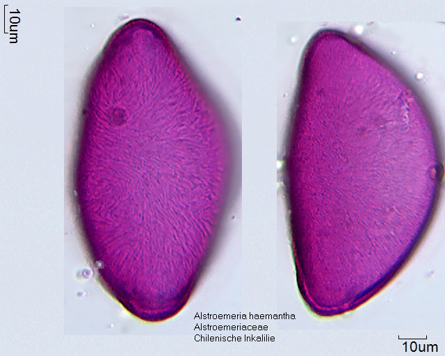Datei:Alstroemeria haemantha (1).jpg