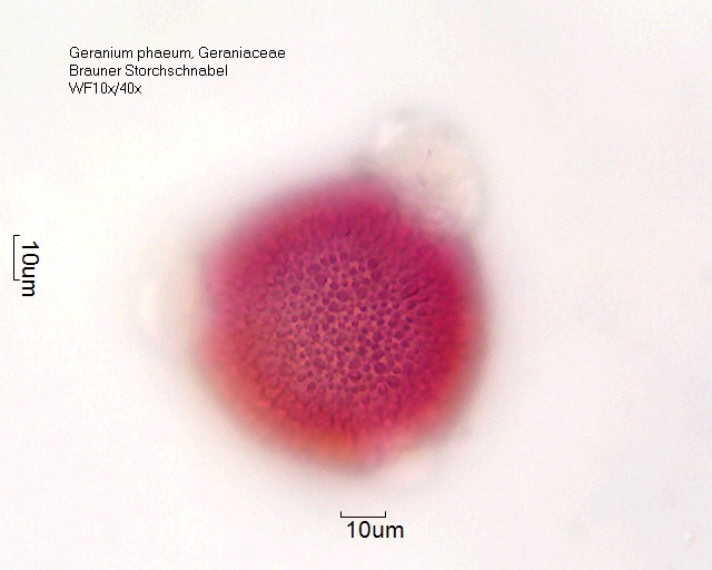 Datei:Geranium phaeum (5).jpg