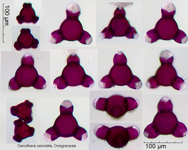 Pollen von Oenothera serrulata