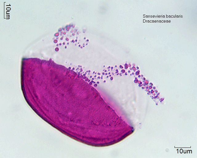 Datei:Sansevieria bacularis (2).jpg