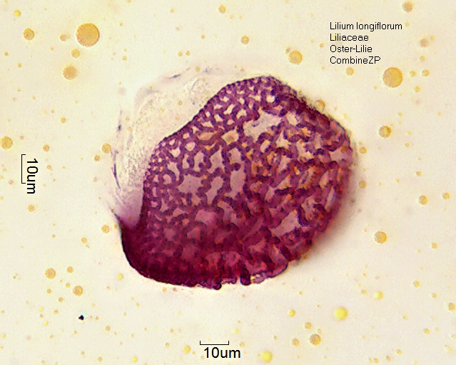 Pollen von Lilium longiflorumCZP.jpg