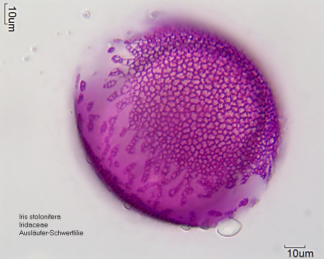 Iris stolonifera (4)