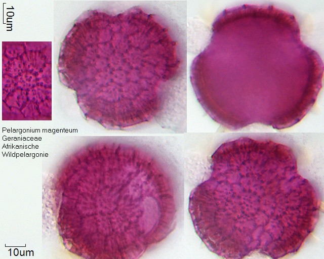 Pollen von Pelargonium magenteum