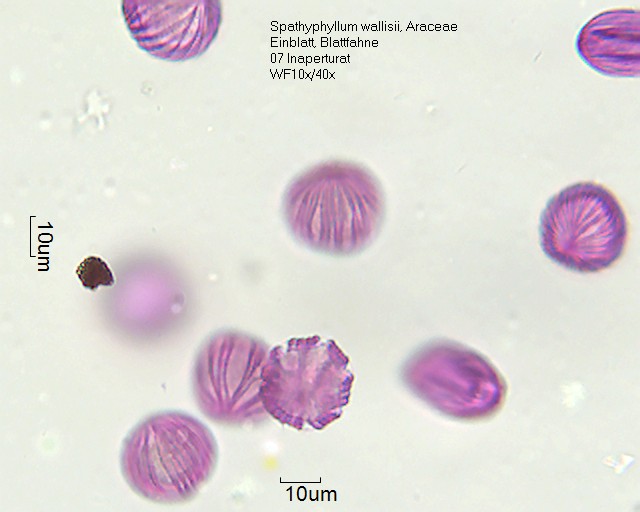 Datei:Spathiphyllum wallisii (4).jpg