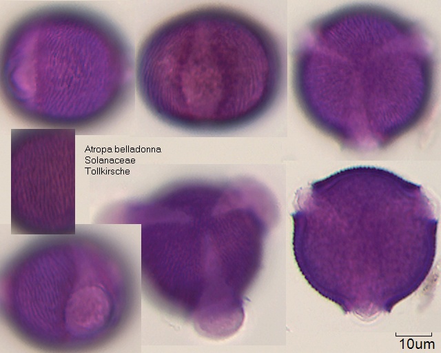 Pollen von Atropa belladonna, 1-086