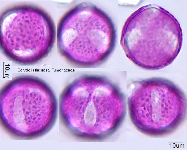 Pollen von Corydalis flexuosa