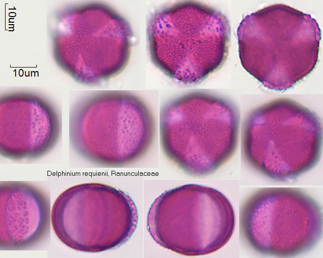 Pollen von Delphinium requienii
