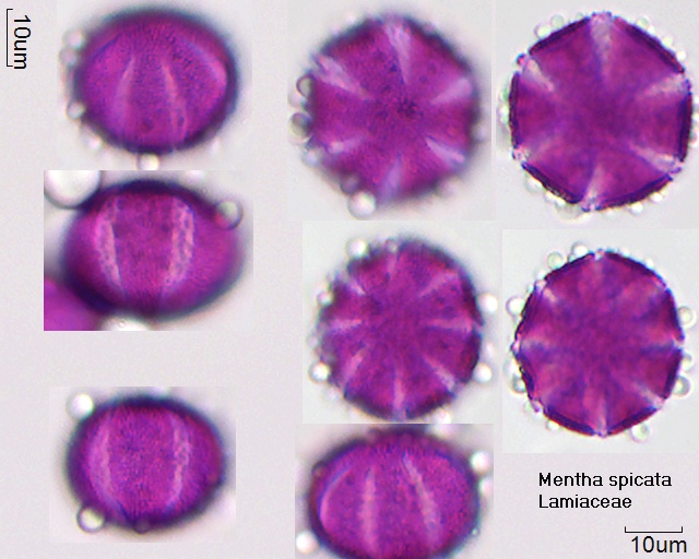 Pollen von Mentha longifolia