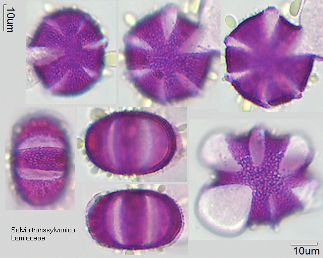 Pollen von Salvia transsylvanica