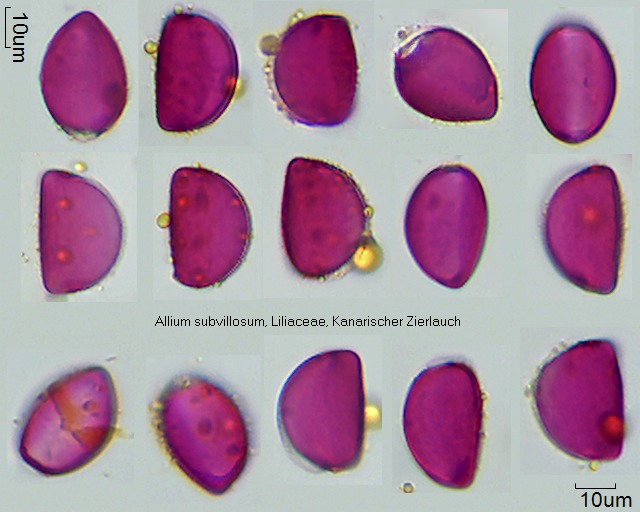 Pollen von Allium subvillosum