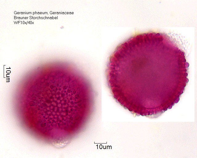 Datei:Geranium phaeum (3).jpg