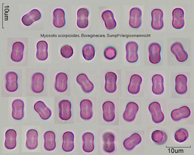 Datei:Myosotis scorpioides.jpg