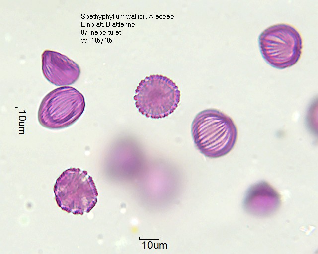 Datei:Spathiphyllum wallisii (1).jpg