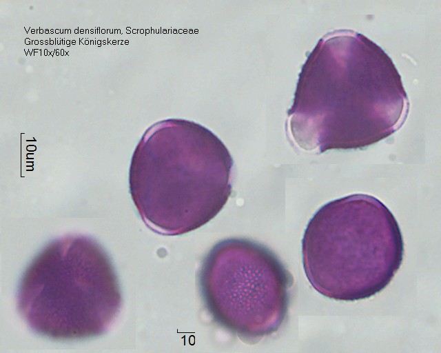 Pollen von Verbascum densiflorum