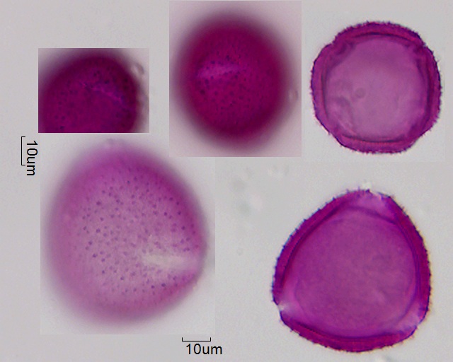 Pollen von Abelia grandiflora, 4-054