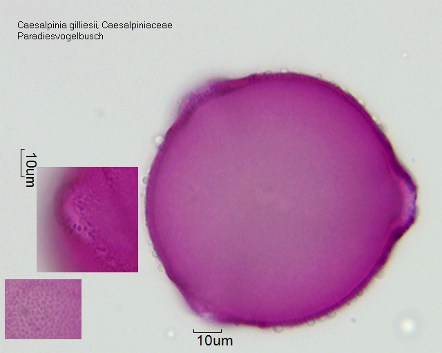Pollen von Caesalpinia gilliesii