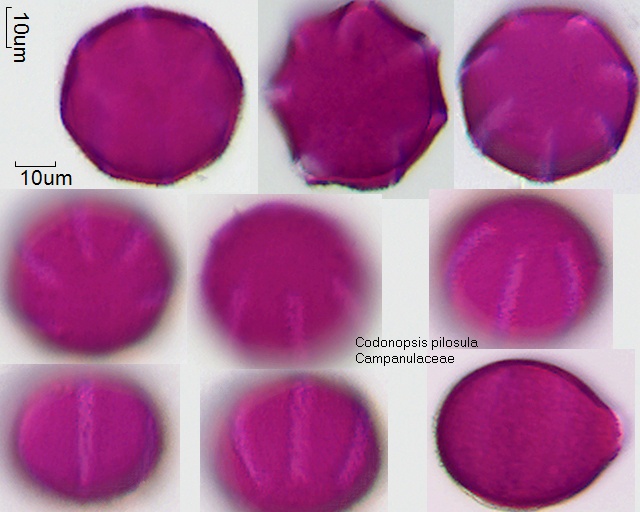 Pollen von Codonopsis pilosula