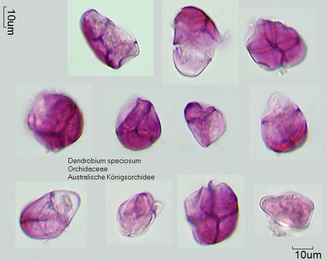 Dendrobium speciosum (2).jpg