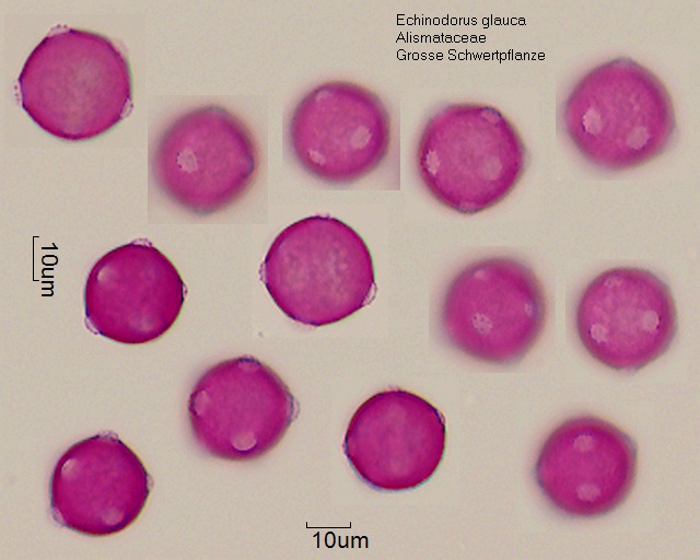Pollen von Echinodorus glauca
