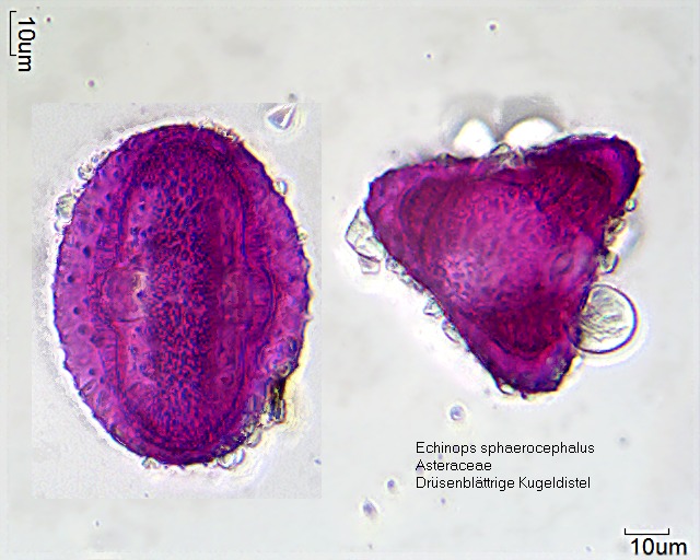 Pollen von Echinops sphaerocephalus