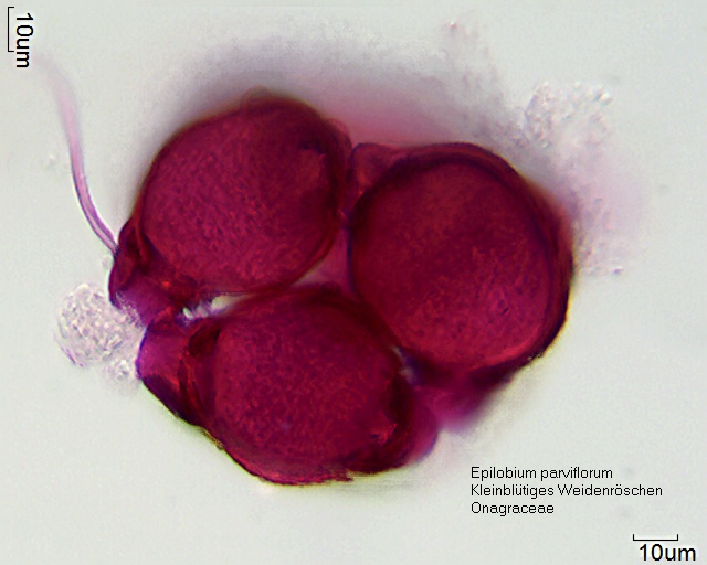 Pollen von Epilobium parviflorum